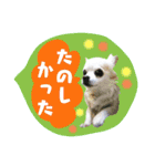 I love tommy 2（個別スタンプ：21）