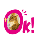 猫カフェゆる猫スタンプ（個別スタンプ：1）