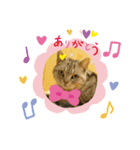 猫カフェゆる猫スタンプ（個別スタンプ：2）