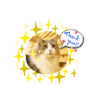 猫カフェゆる猫スタンプ（個別スタンプ：7）