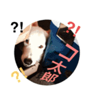sawamoto kotaro19（個別スタンプ：4）