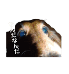 sawamoto kotaro19（個別スタンプ：7）