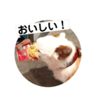 sawamoto kotaro19（個別スタンプ：17）