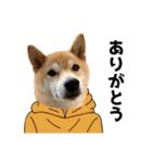 柴犬の冬と年末年始2（個別スタンプ：1）