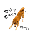 柴犬の冬と年末年始2（個別スタンプ：20）