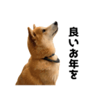 柴犬の冬と年末年始2（個別スタンプ：24）