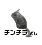 おねずのしめきくとおともだち（個別スタンプ：3）