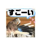 おねずのしめきくとおともだち（個別スタンプ：22）