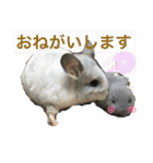 おねずのしめきくとおともだち（個別スタンプ：31）