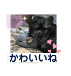おねずのしめきくとおともだち（個別スタンプ：37）