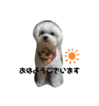 全力犬3（個別スタンプ：1）