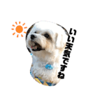 全力犬3（個別スタンプ：2）
