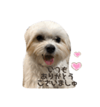 全力犬3（個別スタンプ：3）