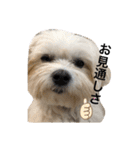 全力犬3（個別スタンプ：4）