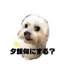 全力犬3（個別スタンプ：5）