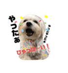 全力犬3（個別スタンプ：6）