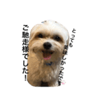 全力犬3（個別スタンプ：7）
