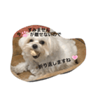 全力犬3（個別スタンプ：9）