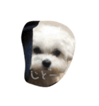 全力犬3（個別スタンプ：10）