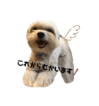 全力犬3（個別スタンプ：11）