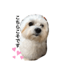 全力犬3（個別スタンプ：12）