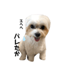 全力犬3（個別スタンプ：13）