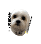 全力犬3（個別スタンプ：14）