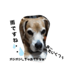 全力犬3（個別スタンプ：15）