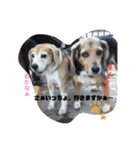 全力犬3（個別スタンプ：16）