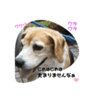 全力犬3（個別スタンプ：17）