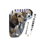全力犬3（個別スタンプ：18）