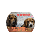 全力犬3（個別スタンプ：19）