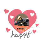 全力犬3（個別スタンプ：20）