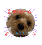 全力犬3（個別スタンプ：21）