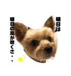 全力犬3（個別スタンプ：22）