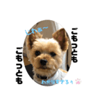 全力犬3（個別スタンプ：23）