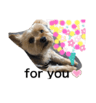 全力犬3（個別スタンプ：24）