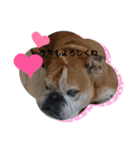 ぶさかわブルドッグのベティちゃん♡2（個別スタンプ：19）