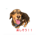 コーギーとその仲間たち（個別スタンプ：6）