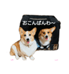 コーギーとその仲間たち（個別スタンプ：12）