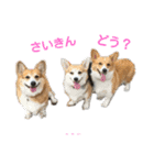 コーギーとその仲間たち（個別スタンプ：13）