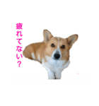 コーギーとその仲間たち（個別スタンプ：16）