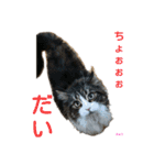 コーギーとその仲間たち（個別スタンプ：30）