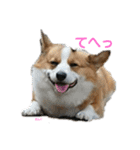 コーギーとその仲間たち（個別スタンプ：31）
