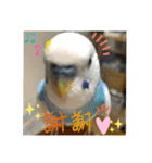 ささみ・つくね・そぼろ（個別スタンプ：6）