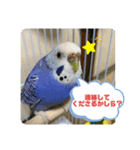 ささみ・つくね・そぼろ（個別スタンプ：8）