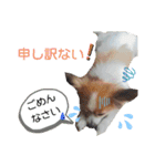 パピヨンの可愛い日常で使えるスタンプ（個別スタンプ：3）