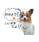 パピヨンの可愛い日常で使えるスタンプ（個別スタンプ：4）