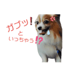 パピヨンの可愛い日常で使えるスタンプ（個別スタンプ：5）
