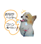 パピヨンの可愛い日常で使えるスタンプ（個別スタンプ：7）